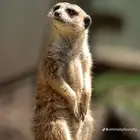 جوز ميركات للبيع منتج