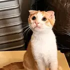 قطط للتبني ذكر وأنثى