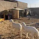 حري هرافا