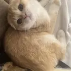 قط سكوتش فولد