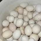 بيض بلدي مخصب