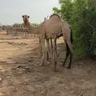 حاشي