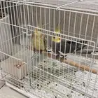 جوز كروان للبيع