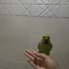 بفيفا دره متكلم