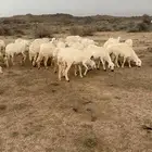 غنم دفيع بفحلها