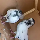حمام باكستاني منتج طيار