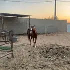 خيل