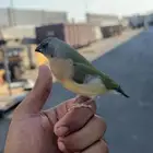 قولدين فينش فرخ
