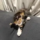 قط شيرازي للتبني