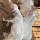 تيوس وجفار