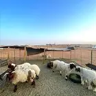 للبيع نعيم العدد 6