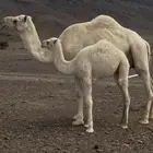 خلفه وضحى كفو