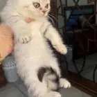 قطة. ذكر سكوتش فولد
