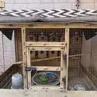طيور زيبرا العدد (9) صحة ممتازه الحمدالله