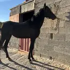 حصان عربي