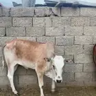 حسلان بلديه