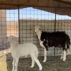 مواليد معهن خرفان