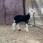 داغور نجدي طلي تم البيع