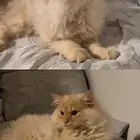 قط للتبني