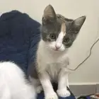قطط تبني بيش