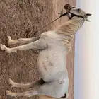 حصان شعبي
