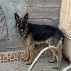 جيرمن شون لاين