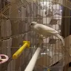ذكر كناري سوري منتج ومغرد شرط تم البيع
