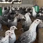 دجاج فيومي شبابي دم صافي كله