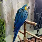 ببغاء مكاو اليف ولعوب ومتكلم تم البيع