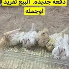 كروان غر. البيع تفريد او جمله