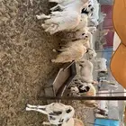 غنم حصيب ودفيع