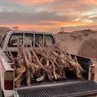 حطب سمر مستورد