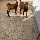 تيوس وخرفان