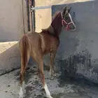 مهر شعبي للبيع