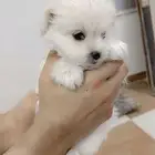 للبيع كلب جرو جميل مواليد منزل عدد 3