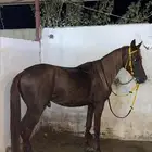 حصان ورق دم قوي البيع مستعجل