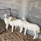 خرفان العمر تقريبا 4 شهور