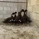 للبيع بط شرشيري