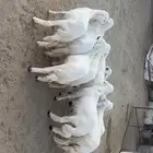 خرفان