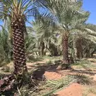 نخيل للبيع بجميع أنواعه