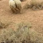 وحده جذعه وحده ثنيه مضاريع