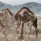 قعود وبكرتين