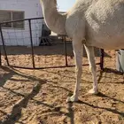 لقحه وضحه موطي