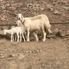 2 نعاج صنف خلفات ب 3 رخال