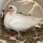 الخرج