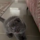 كيتن سكوتش