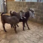 معزاء خصم جبره