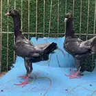 جوز مالتيز منتج
