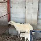 خلفه ثنيه تحتها رخل ( تم البيع)