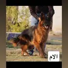 كلاب جيرمن شيبرد بيور شولاين جراوي